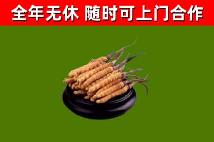 揭东区烟酒回收冬虫夏草.jpg